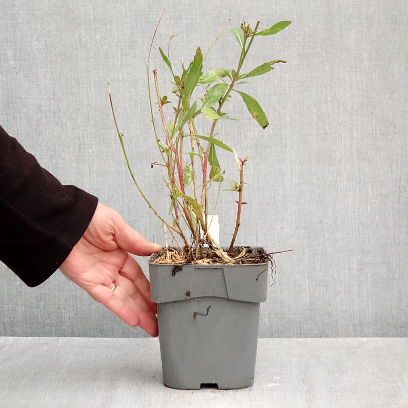Exemplar von Prachtkerze Snowstorm - Gaura lindheimeri Topf mit 2L/3L wie im Herbst geliefert
