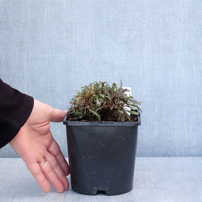 Exemplar von Prachtkerze Blaze - Gaura lindheimeri Topf mit 2L/3L wie im Winter geliefert