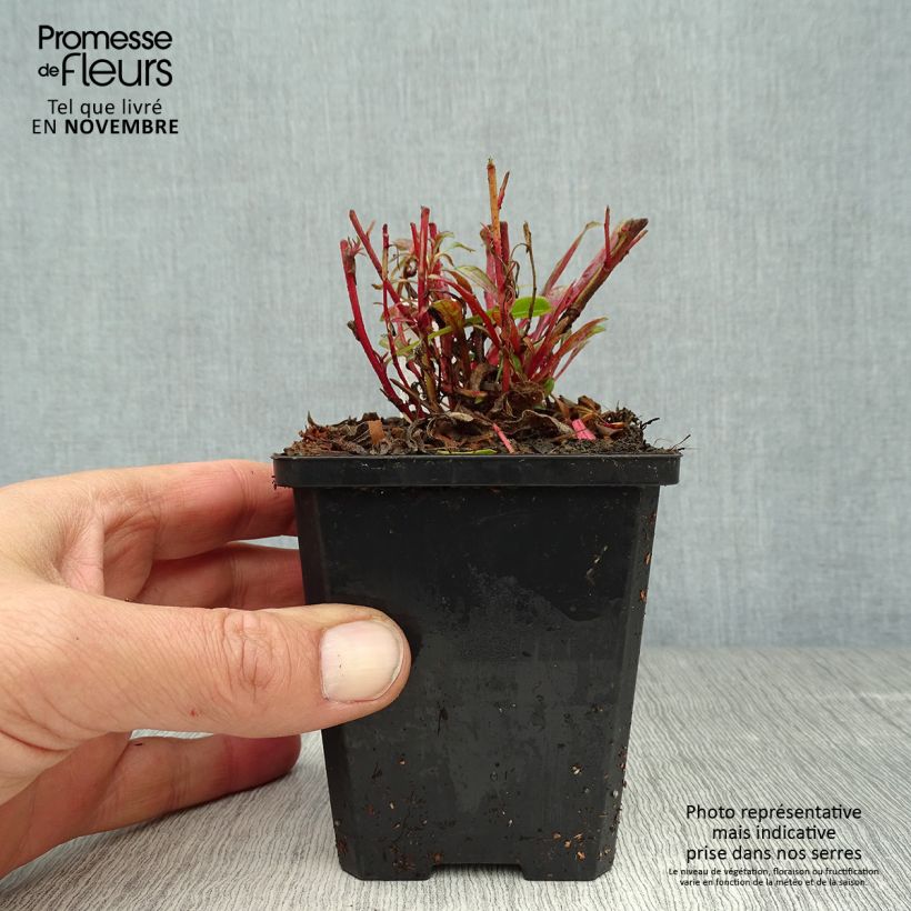 Example of Prachtkerze Cherry Brandy - Gaura lindheimeri Kleine Töpfe von 8/9 cm as you get in automne