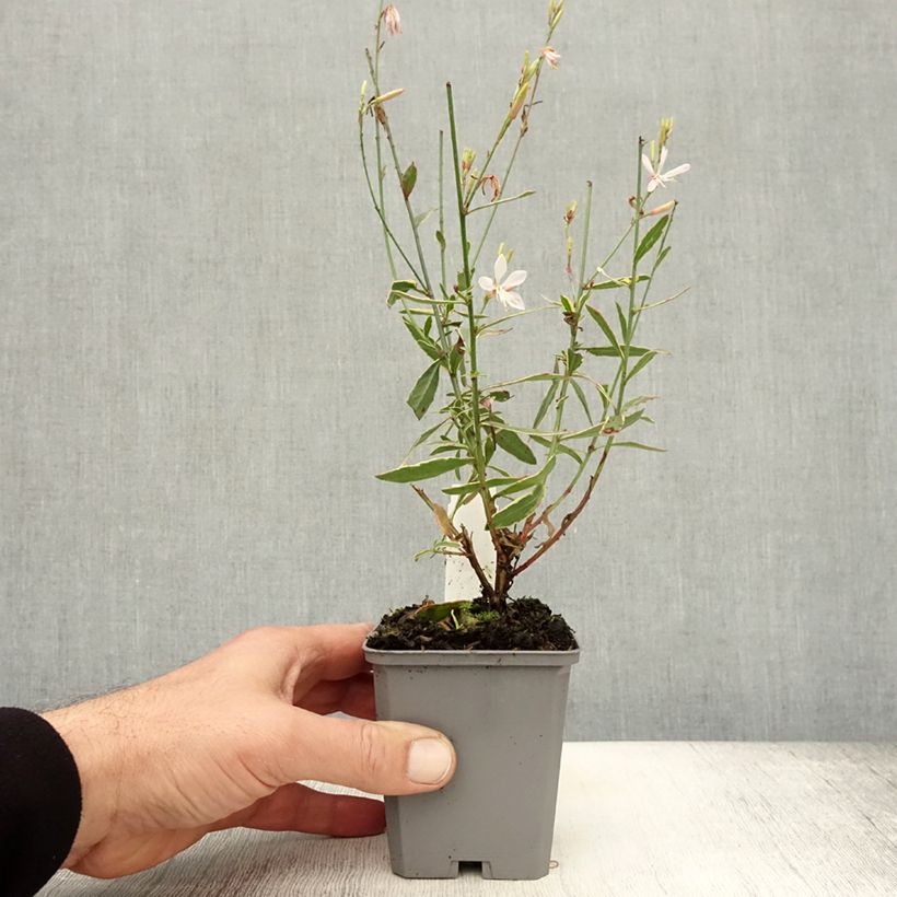 Example of Prachtkerze Corrie s Gold - Gaura lindheimeri Kleine Töpfe von 8/9 cm as you get in automne