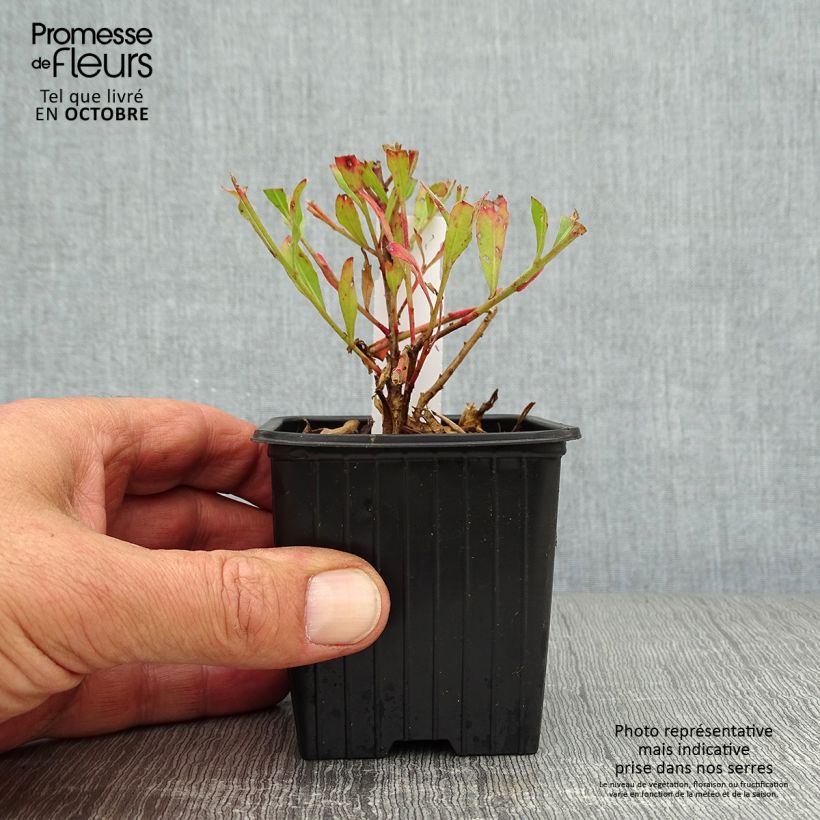 Example of Prachtkerze Freefolk Rosy - Gaura lindheimeri Kleine Töpfe von 8/9 cm as you get in automne