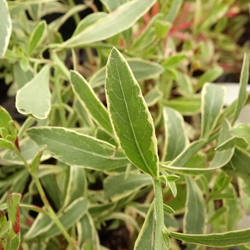 Prachtkerze Freefolk Rosy - Gaura lindheimeri (Foliage)