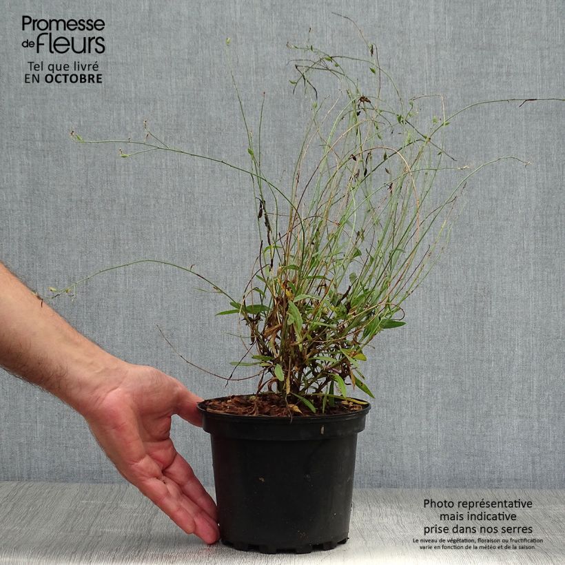 Example of Prachtkerze Siskiyou pink - Gaura lindheimeri Topf mit 2L/3L as you get in automne