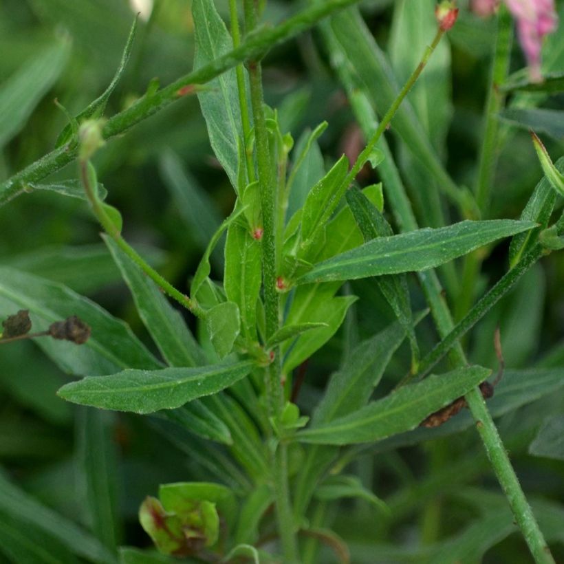 Prachtkerze Rosy Jane - Gaura lindheimeri (Foliage)