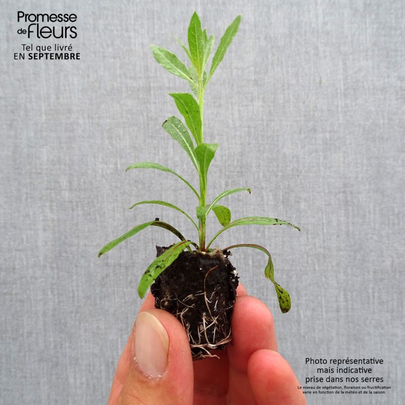 Example of Prachtkerze Rosy Jane - Gaura lindheimeri Mini-Plug Ø 3/4 cm as you get in automne