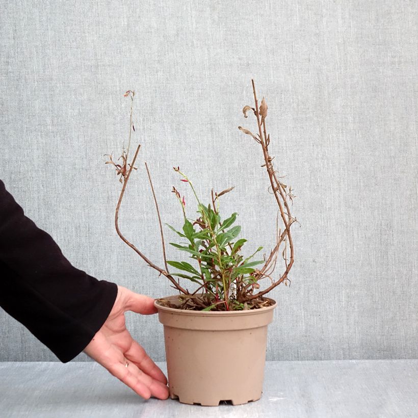 Exemplar von Prachtkerze Rosy Jane - Gaura lindheimeri Topf mit 2L/3L wie im Herbst geliefert