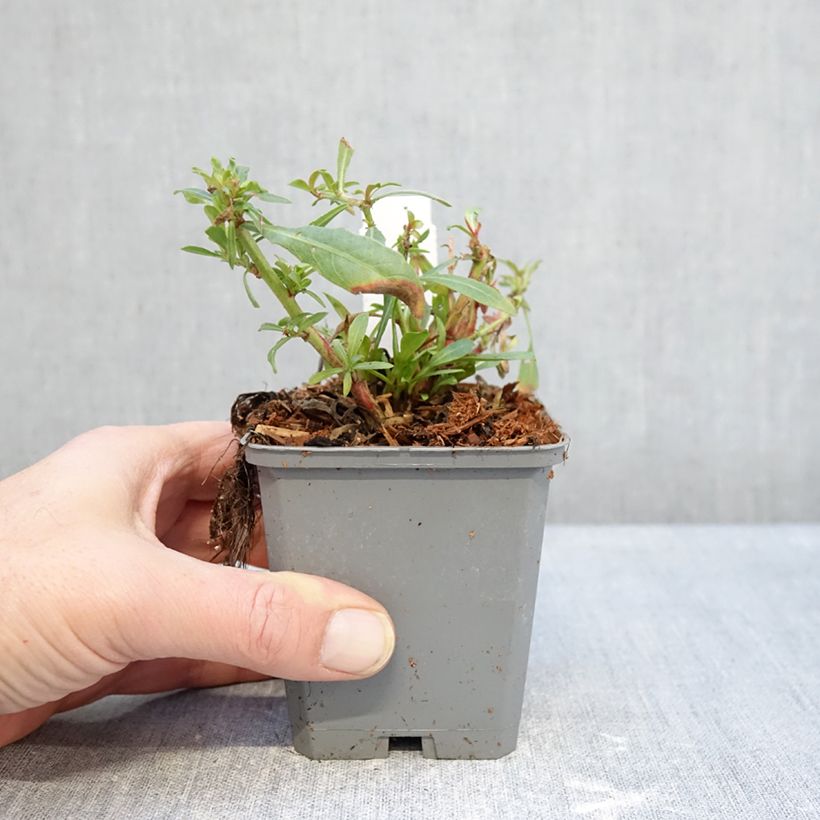 Exemplar von Prachtkerze Snowbird - Gaura lindheimeri Kleine Töpfe von 8/9 cm wie im Winter geliefert