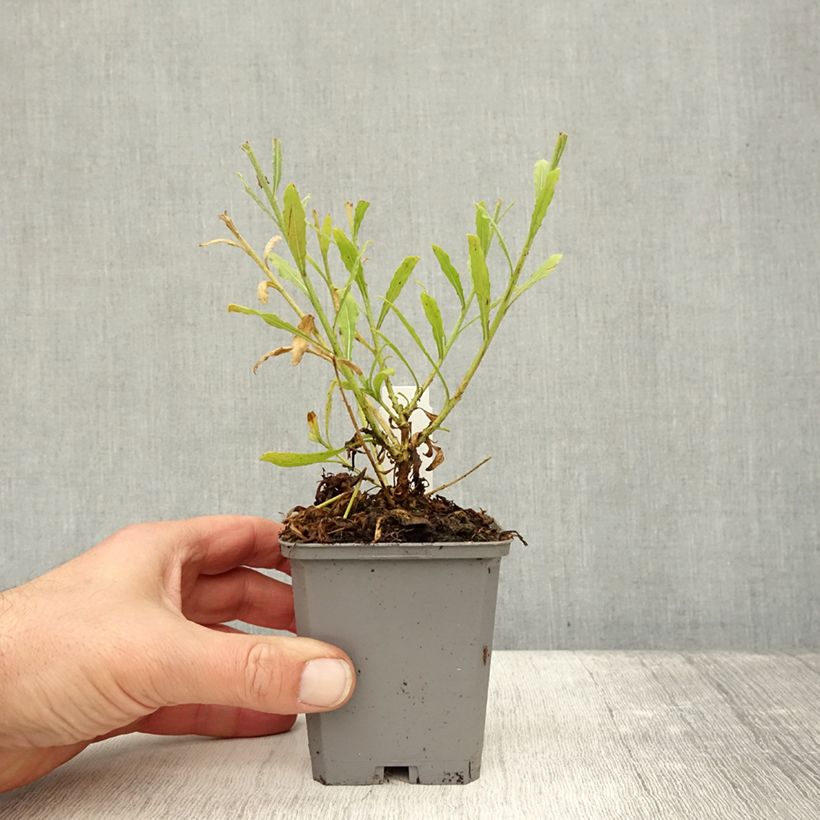 Example of Prachtkerze Snowbird - Gaura lindheimeri Kleine Töpfe von 8/9 cm as you get in automne
