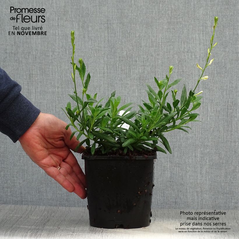 Example of Prachtkerze Snowbird - Gaura lindheimeri Topf mit 2L/3L as you get in automne