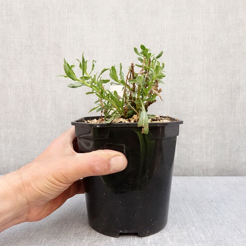 Exemplar von Prachtkerze Snowbird - Gaura lindheimeri Topf mit 2L/3L wie im Frühjahr geliefert