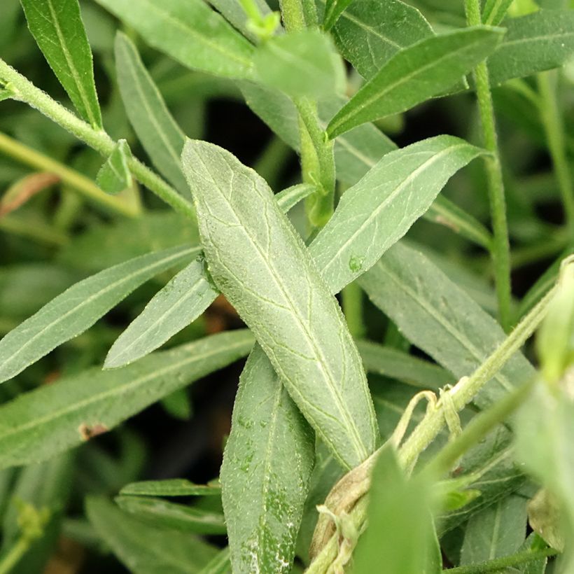 Prachtkerze Snowbird - Gaura lindheimeri (Foliage)