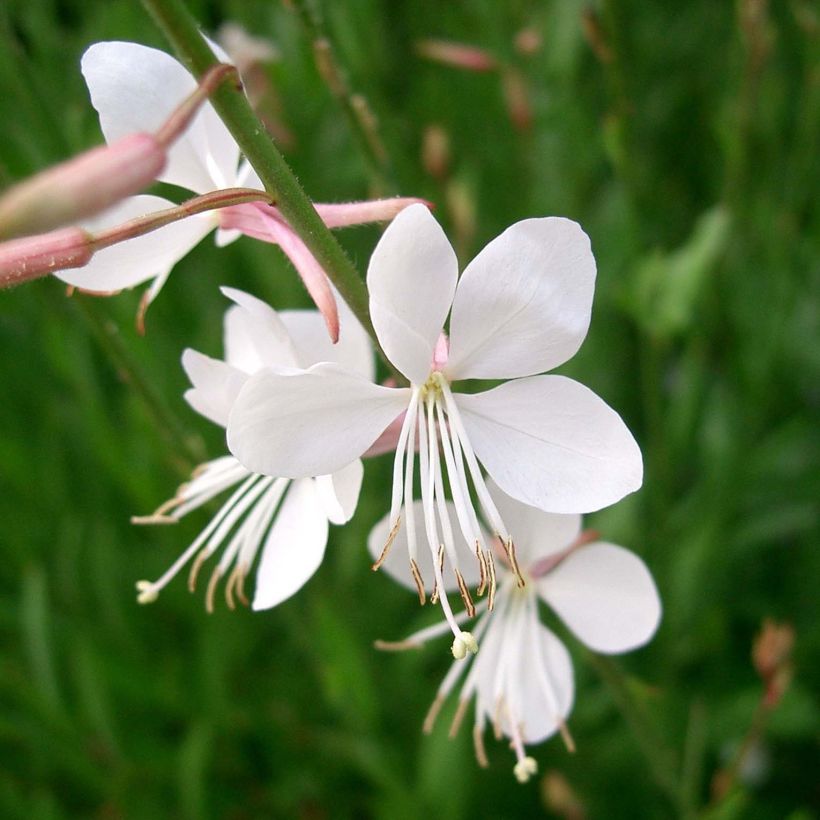 Prachtkerze Summer Breeze - Gaura lindheimeri (Flowering)