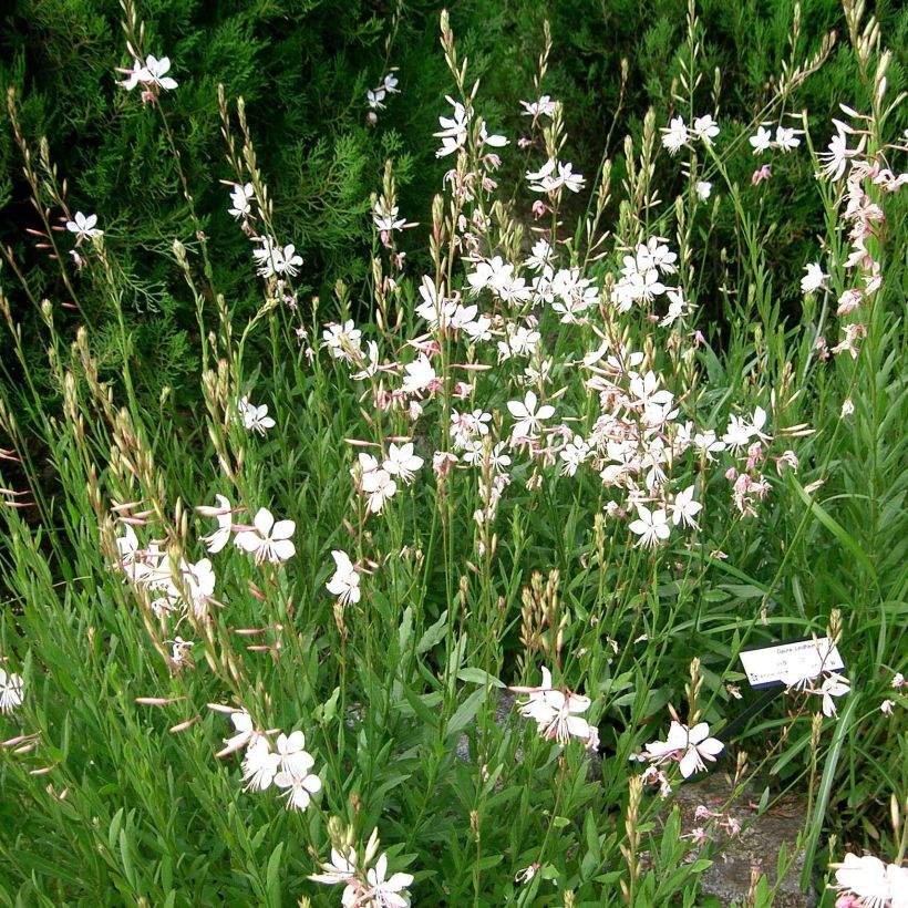 Prachtkerze Summer Breeze - Gaura lindheimeri (Plant habit)