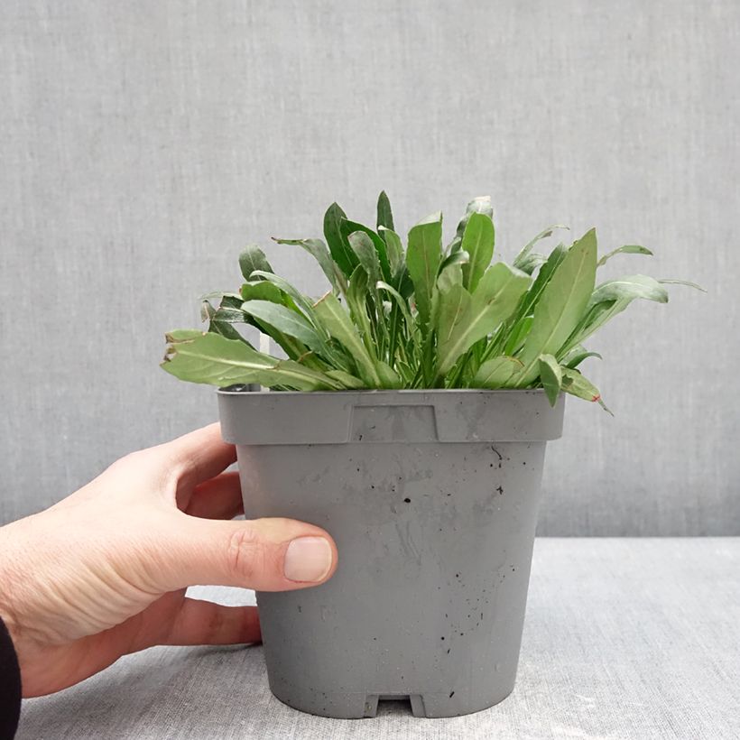 Exemplar von Prachtkerze Summer Breeze - Gaura lindheimeri Topf mit 2L/3L wie im Winter geliefert