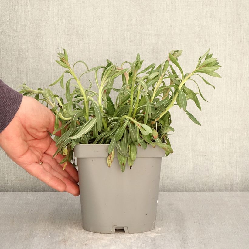 Exemplar von Prachtkerze Summer Breeze - Gaura lindheimeri Topf mit 2L/3L wie im Frühjahr geliefert