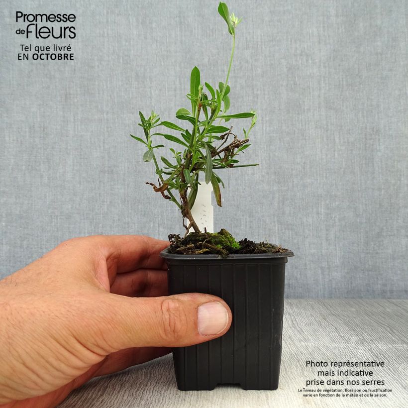 Example of Prachtkerze Whirling Butterflies - Gaura lindheimeri Kleine Töpfe von 8/9 cm as you get in automne