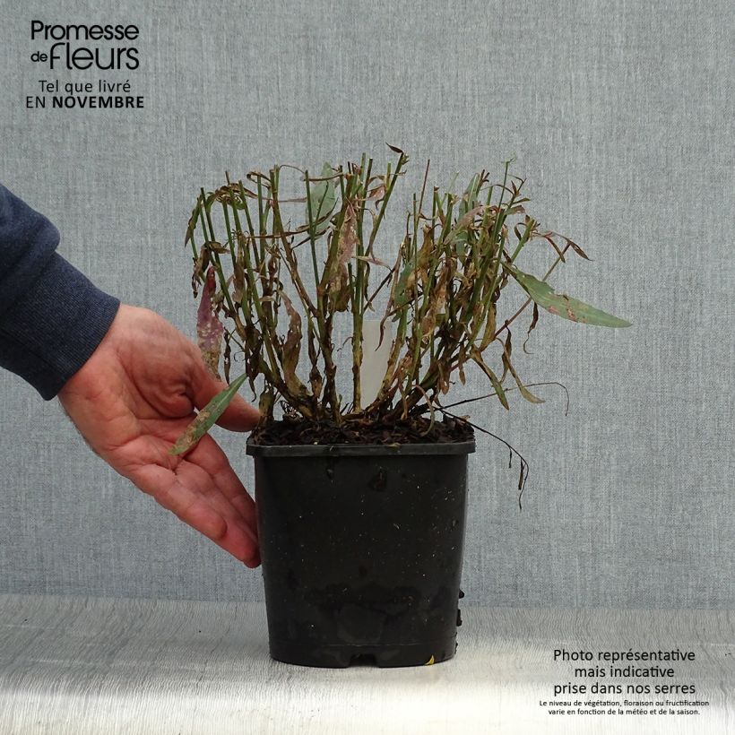 Example of Prachtkerze Whirling Butterflies - Gaura lindheimeri Topf mit 2L/3L as you get in automne