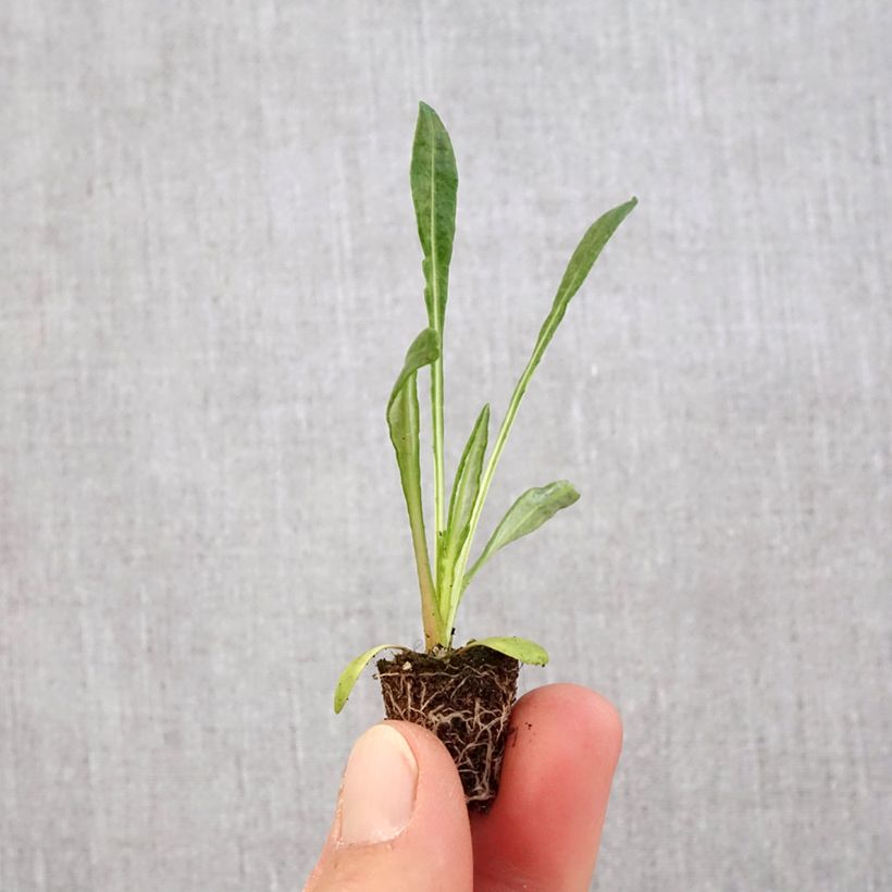 Example of Gazanie New Day White - Gazania Mini-Plug Ø 3/4 cm as you get in printemps