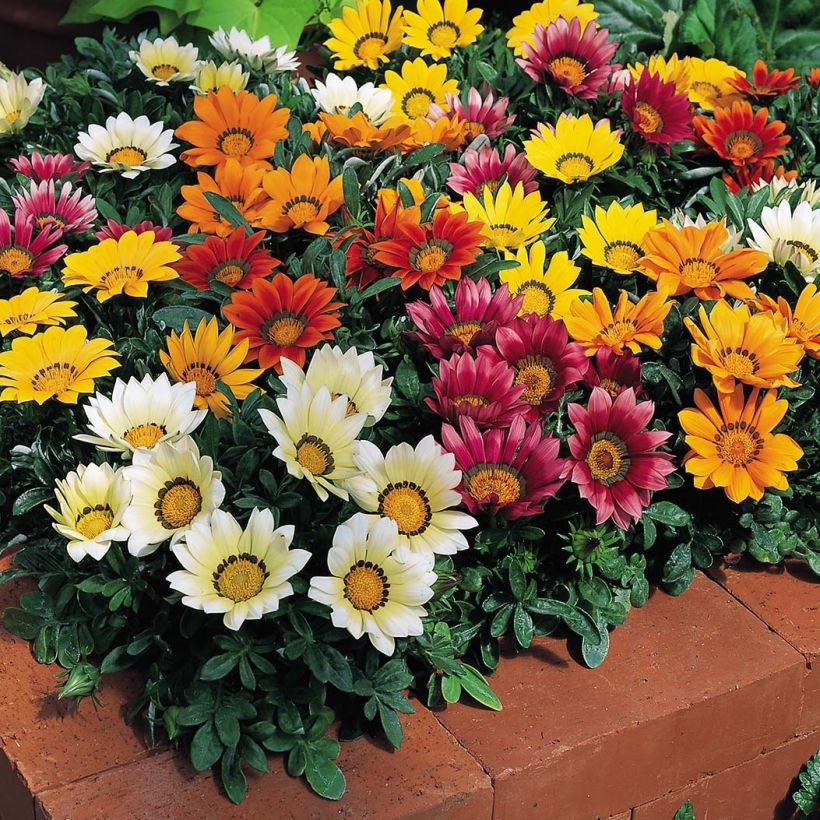 Gazanie Wonderwall mix - Gazania (Flowering)