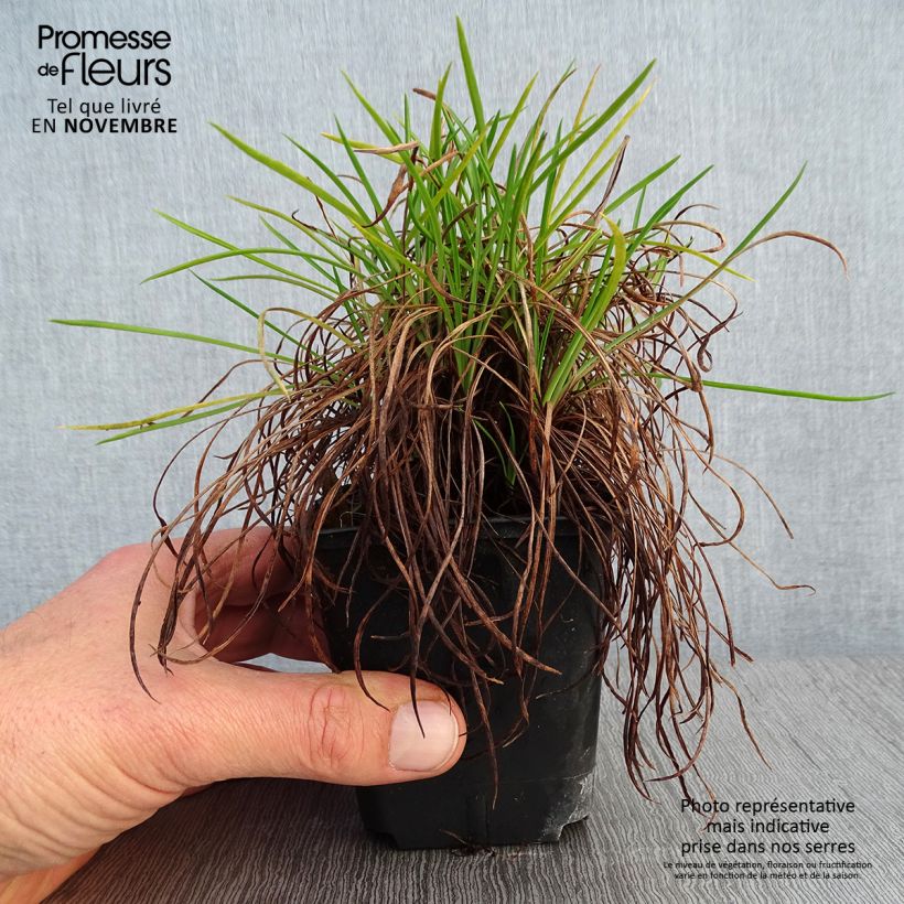 Example of Armeria Ornament - Strand-Grasnelke Kleine Töpfe von 8/9 cm as you get in automne