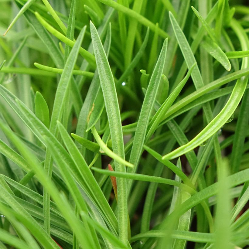 Armeria Ornament - Strand-Grasnelke (Foliage)