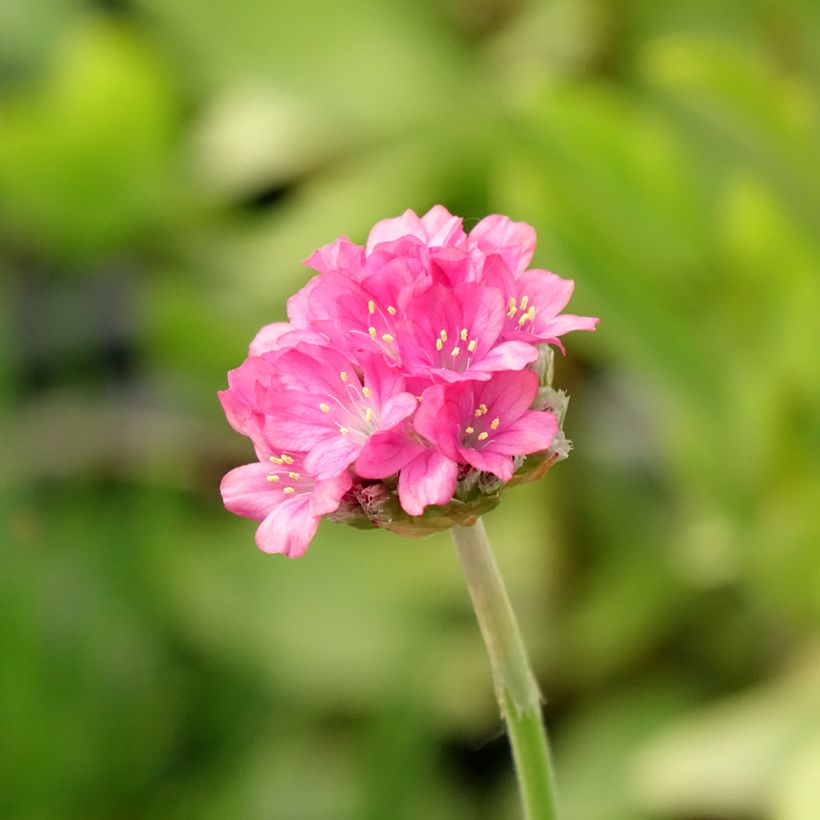 Armeria Ornament - Strand-Grasnelke (Flowering)