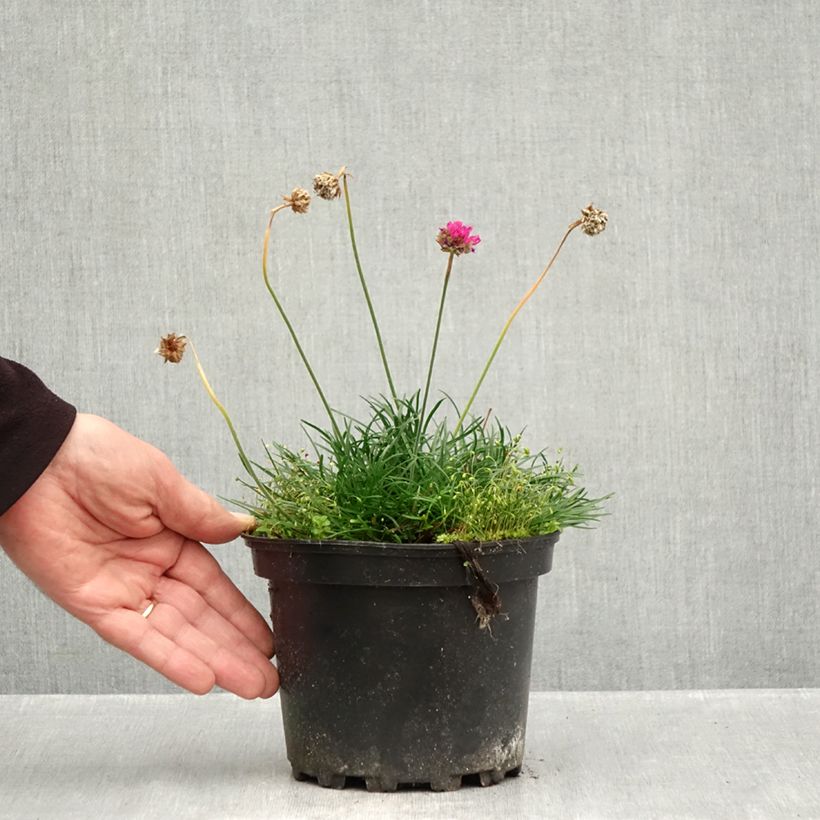 Exemplar von Armeria maritima Düsseldorfer Stolz - Strand-Grasnelke Topf mit 2L/3L wie im Herbst geliefert