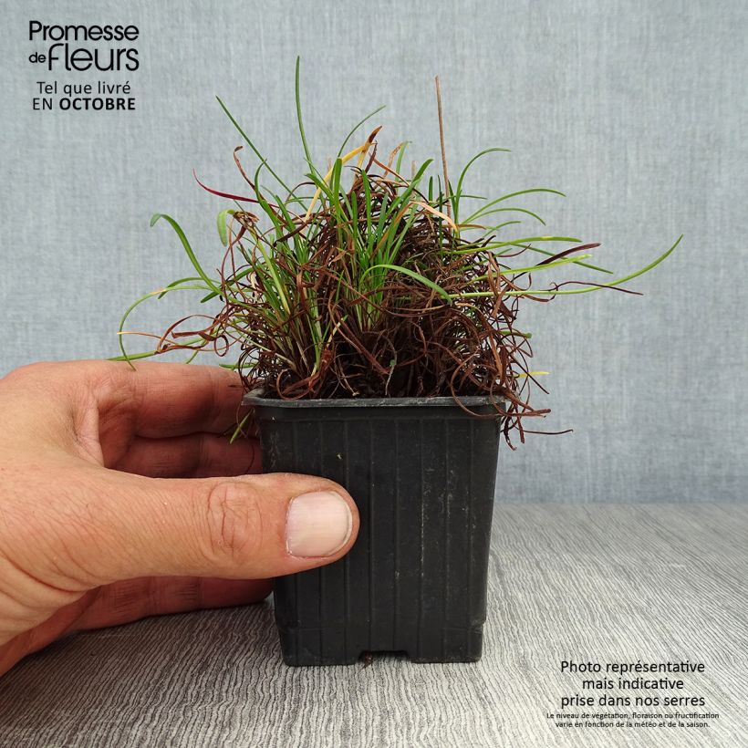 Example of Armeria maritima splendens - Strand-Grasnelke Kleine Töpfe von 8/9 cm as you get in automne