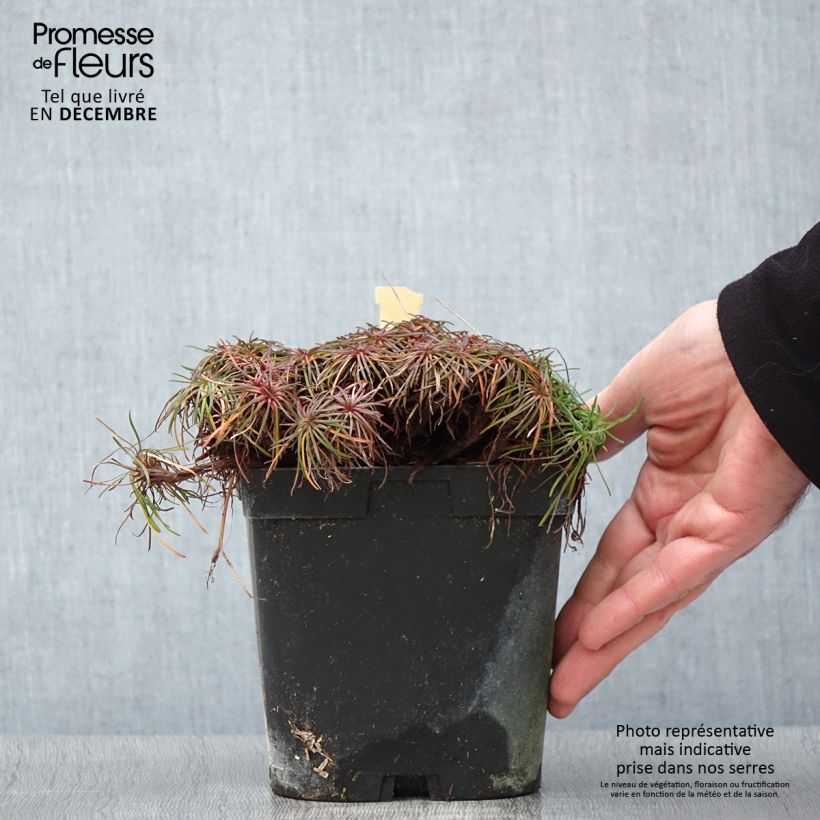 Example of Armeria maritima splendens - Strand-Grasnelke Topf mit 2L/3L as you get in automne