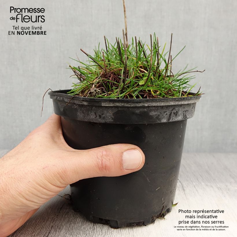 Example of Armeria maritima Alba - Strand-Grasnelke Topf mit 2L/3L as you get in automne