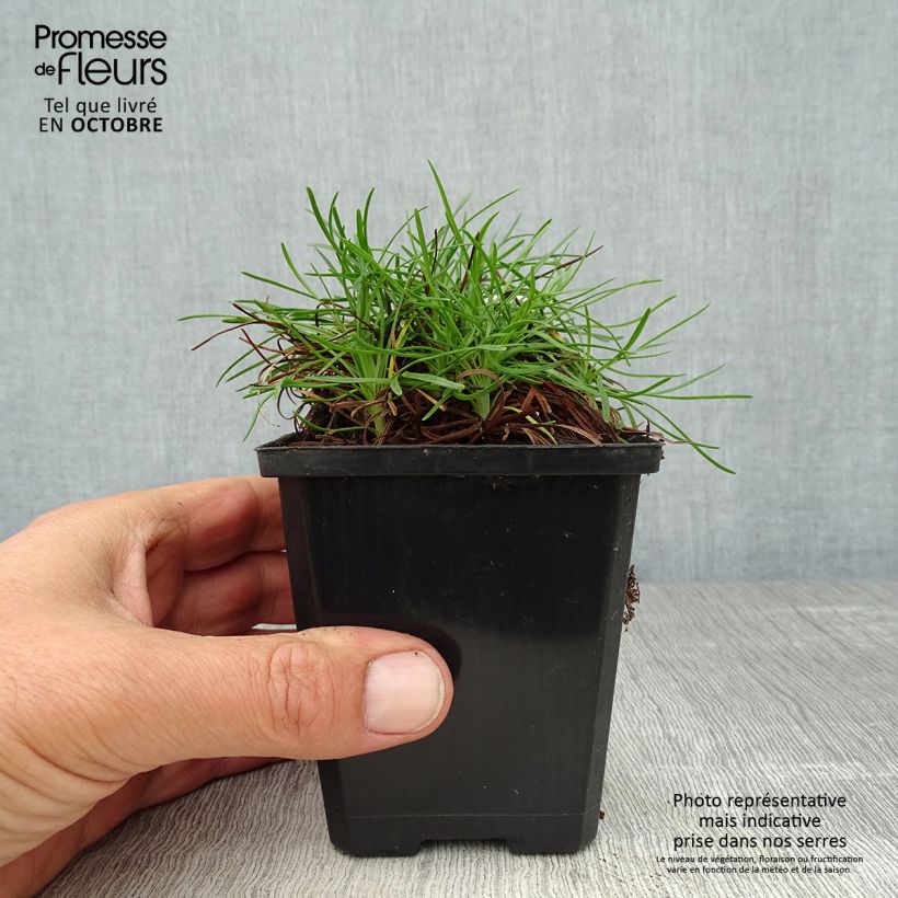 Example of Armeria maritima Vesuvius - Strand-Grasnelke Kleine Töpfe von 8/9 cm as you get in automne