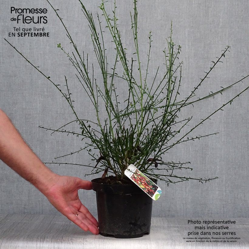Example of Edelginster Goldfinch - Cytisus scoparius Topf mit 2L/3L as you get in automne