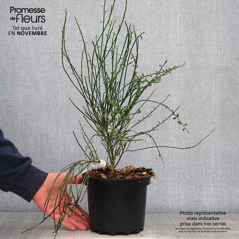 Example of Edelginster La Coquette - Cytisus scoparius Topf mit 2L/3L as you get in automne
