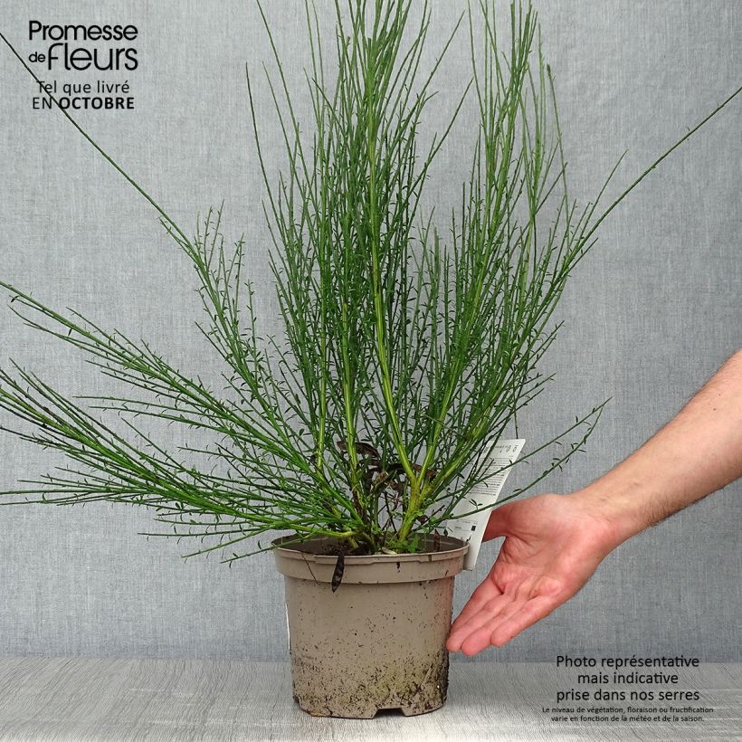 Example of Edelginster Cytisus Lena - Cytisus scoparius Topf mit 2L/3L as you get in automne