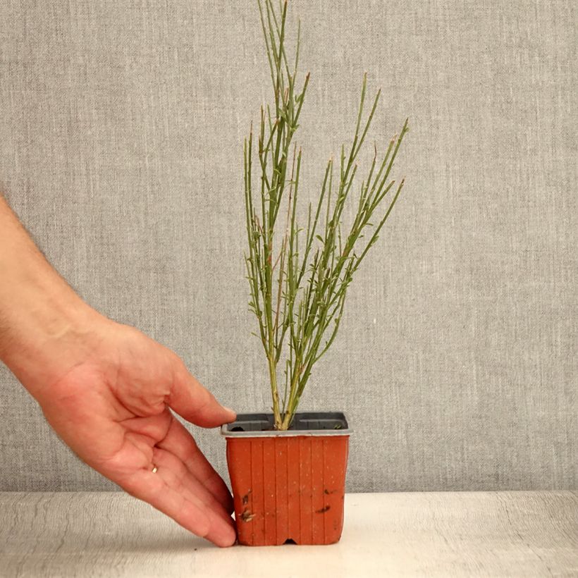 Example of Edelginster Luna - Cytisus scoparius Kleine Töpfe von 8/9 cm as you get in ete