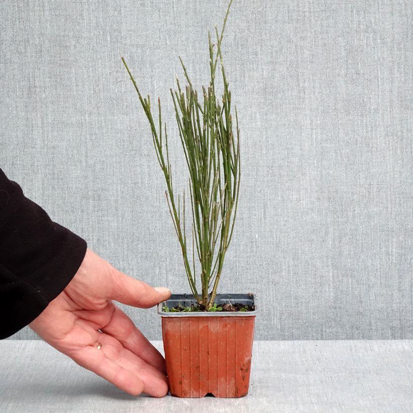 Exemplar von Edelginster Luna - Cytisus scoparius Kleine Töpfe von 8/9 cm wie im Frühjahr geliefert