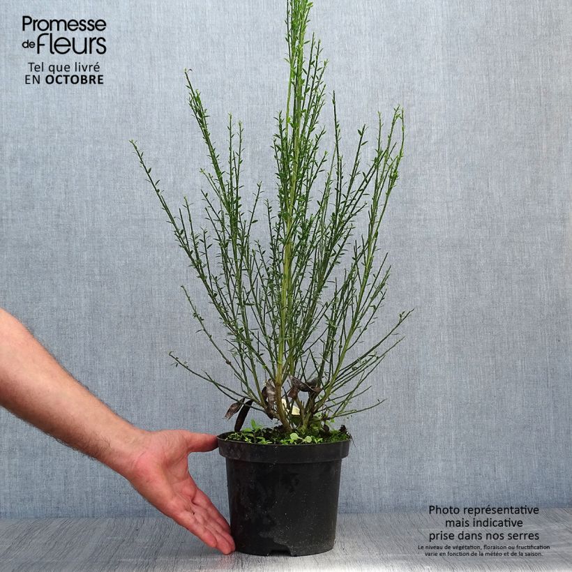 Example of Edelginster Luna - Cytisus scoparius Topf mit 2L/3L as you get in automne