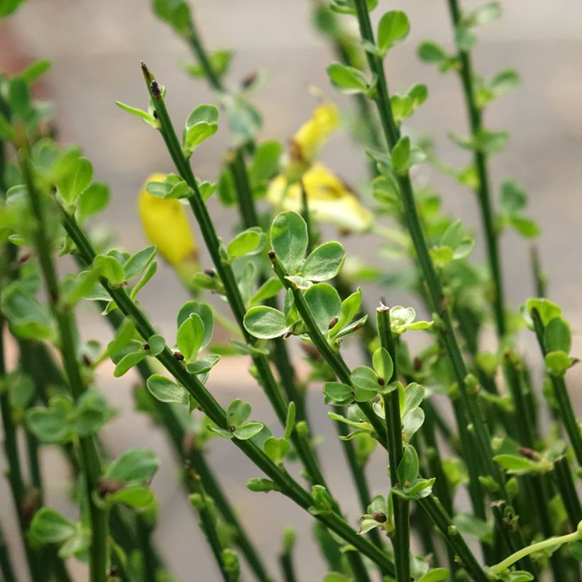 Edelginster Vanesse - Cytisus scoparius (Foliage)