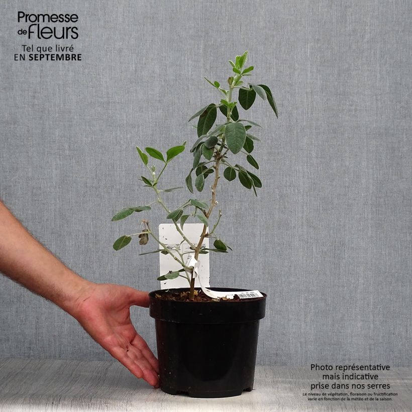 Example of Cytisus battandieri - Marokkanischer Ginster Topf mit 3L/4L as you get in automne