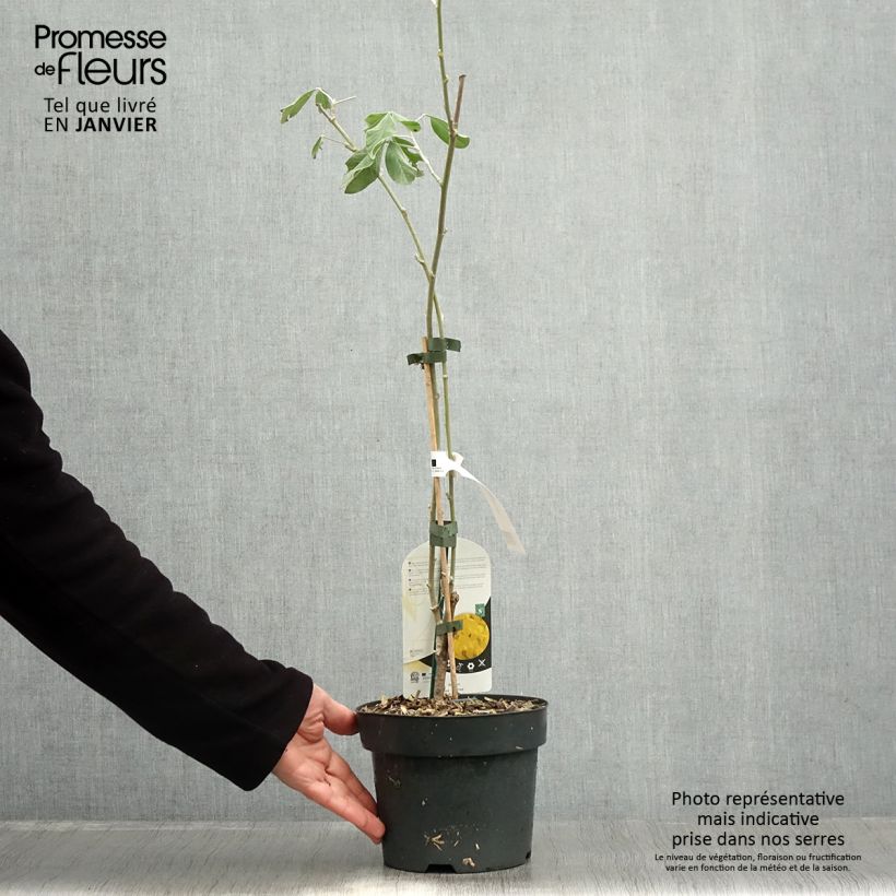 Exemplar von Cytisus battandieri - Marokkanischer Ginster Topf mit 3L/4L wie im Winter geliefert