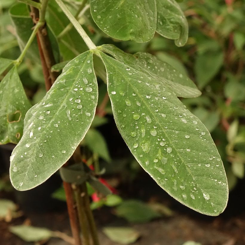 Cytisus battandieri - Marokkanischer Ginster (Foliage)