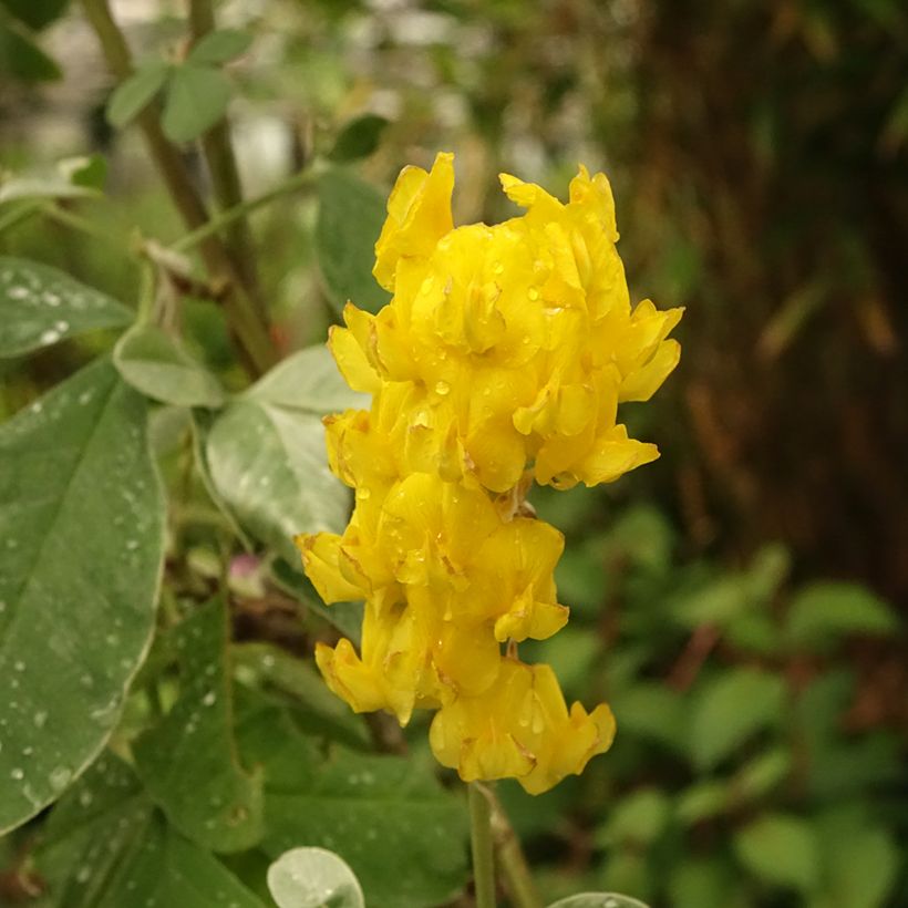 Cytisus battandieri - Marokkanischer Ginster (Flowering)