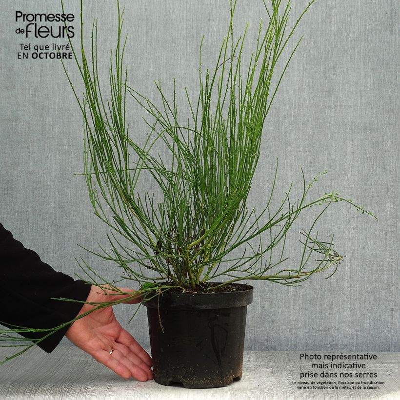 Example of Edelginster Golden Sunlight - Cytisus scoparius Topf mit 2L/3L as you get in automne