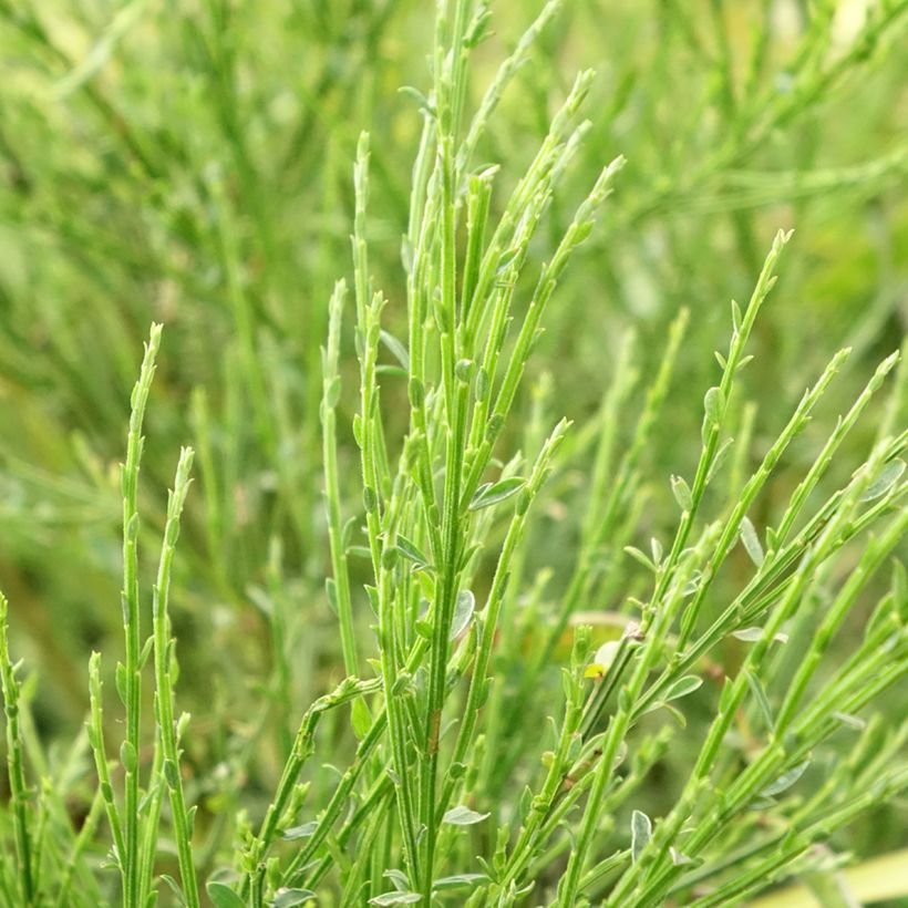 Edelginster Golden Sunlight - Cytisus scoparius (Foliage)