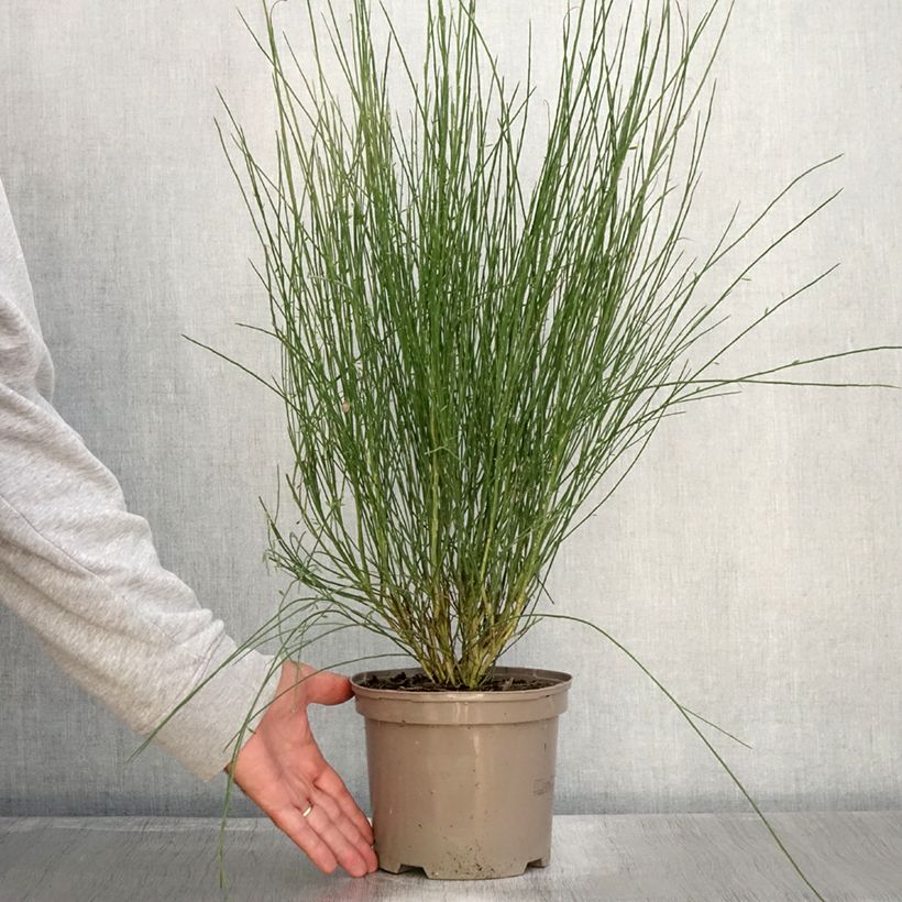 Example of Elfenbeinginster Hollandia - Cytisus praecox Topf mit 2L/3L as you get in automne