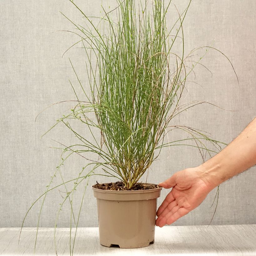 Exemplar von Elfenbeinginster Hollandia - Cytisus praecox Topf mit 2L/3L wie im Sommer geliefert