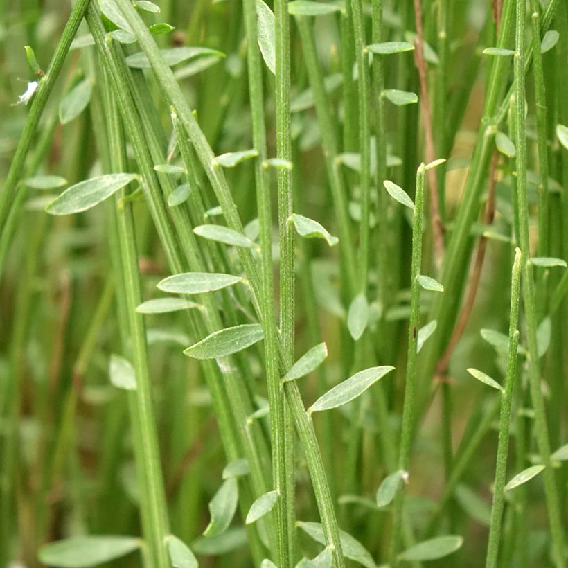 Elfenbeinginster Hollandia - Cytisus praecox (Foliage)