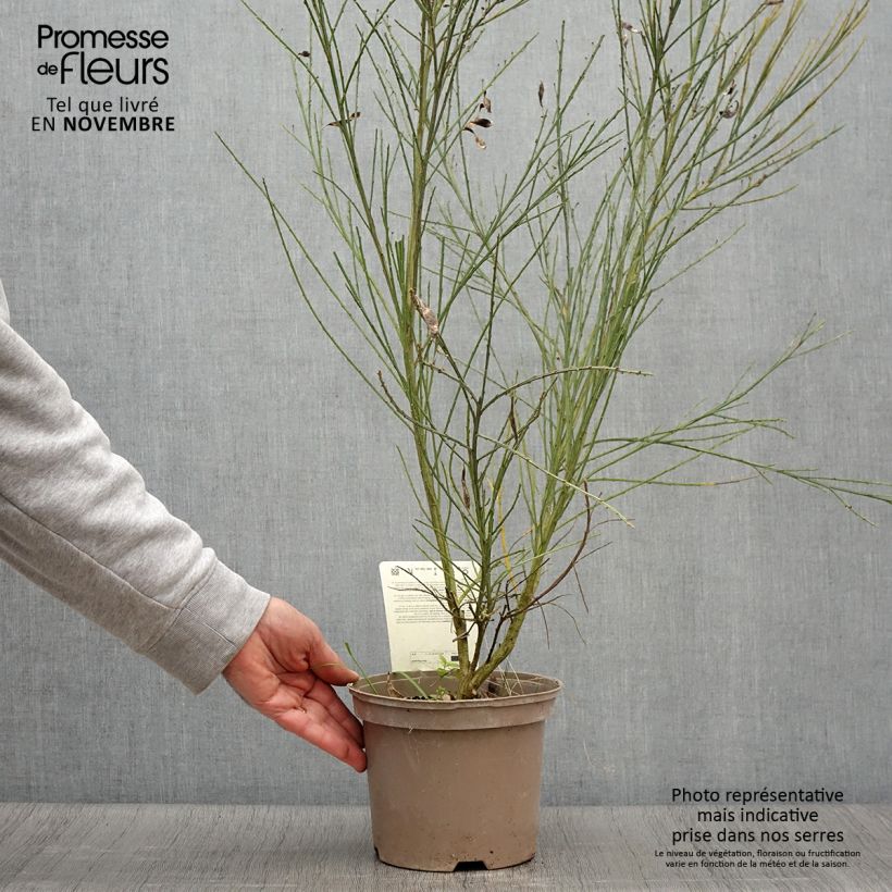 Example of Edelginster Palette - Cytisus scoparius Topf mit 2L/3L as you get in automne