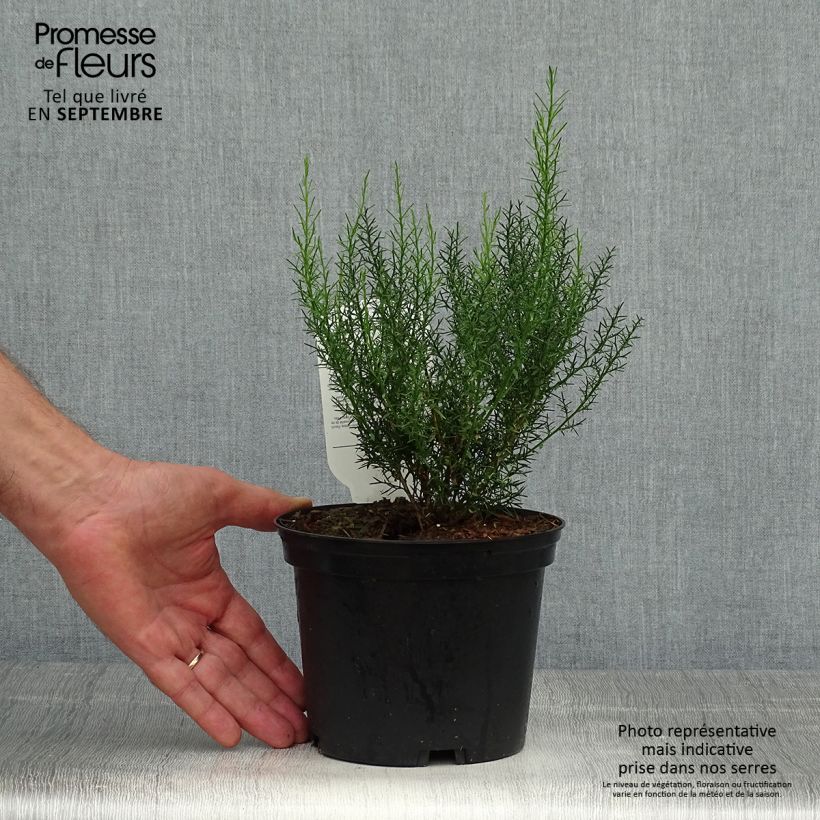 Example of Spanischer Ginster - Genista hispanica Topf mit 2L/3L as you get in automne