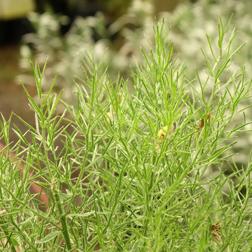 Spanischer Ginster - Genista hispanica (Foliage)